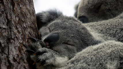 Close-up of a sleeping koala cub with its mother in the background
