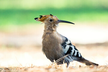Hoopoe in alert pose on the ground with a background of green and pastel brown
