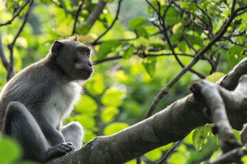Monkey looking at the horizon on a tree branch in the rainforest