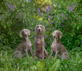 three Weimaraner dogs sit in the lilac bushes