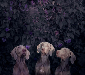 three Weimaraner dogs sit in the lilac bushes
