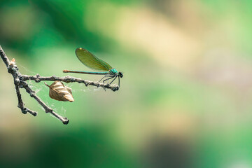 Close-up photography of a green dragonfly on a spider-webbed branch with a trapped leaf, against a background of unfocused pastel greens