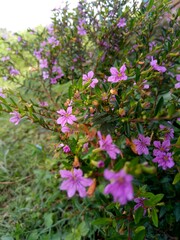 pink flowers in the garden