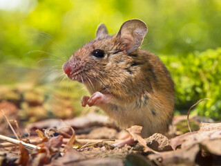 Naklejka na ściany i meble Field Mouse sitting on forest floor