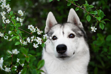 Siberian husky dog with spring flowers