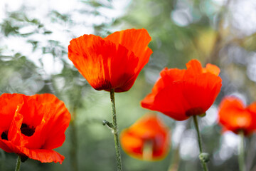 Red poppies. Buds of wildflowers and garden flowers. Red poppy blossoms. Bud bottom view. Copy space.