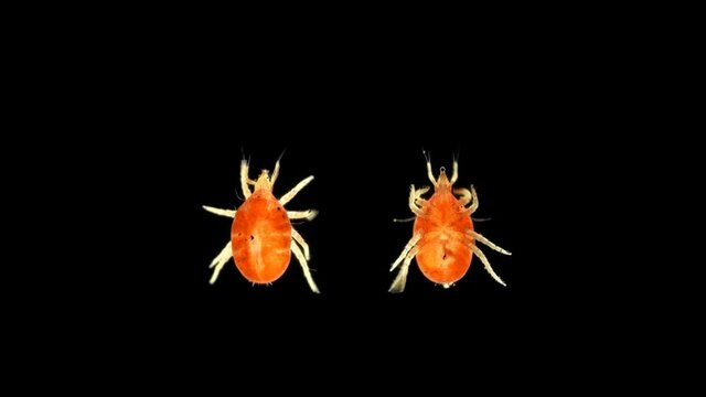 Predatory mite under microscope, Bdellidae family, Prostigmata order, Acariform ticks superorder, lives in forest litter, moss, under stones, shrubs and trees, nests of birds and mammals, feed on
