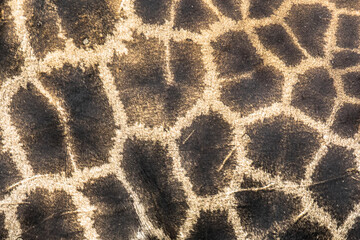 Giraffe pattern close up