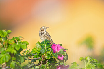 Meadow Pipit (Anthus pratensis) perched on a bush in the late evening in Denmark.