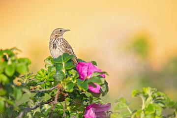 Meadow Pipit (Anthus pratensis) perched on a bush in the late evening in Denmark.