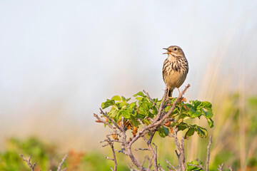 Meadow Pipit (Anthus pratensis) perched on a bush in the late evening in Denmark.