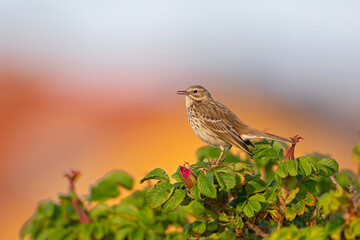 Meadow Pipit (Anthus pratensis) perched on a bush in the late evening in Denmark.