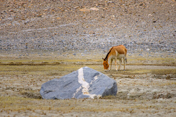 Wild horse near Pangong Lake (Pangong Tso)
