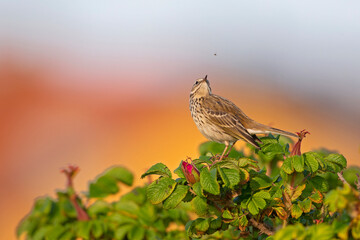 Meadow Pipit (Anthus pratensis) perched and looking at a insect flying by.