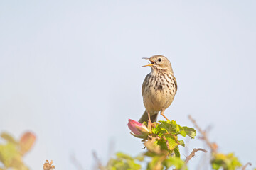 Meadow Pipit (Anthus pratensis) perched and singing on a bush in the late evening in Denmark.