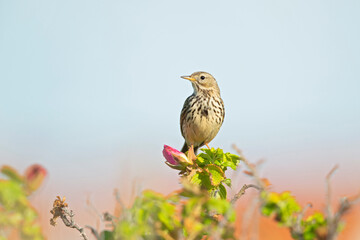 Meadow Pipit (Anthus pratensis) perched on a bush in the late evening in Denmark.