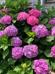 pink hydrangea flowers