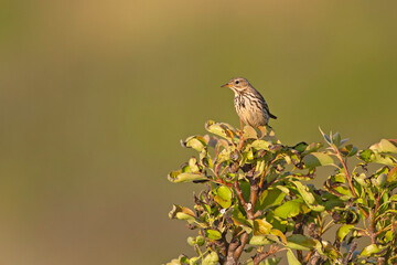 Meadow Pipit (Anthus pratensis) perched on a bush in the late evening in Denmark.