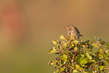 Meadow Pipit (Anthus pratensis) perched on a bush in the late evening in Denmark.