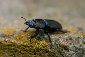 Beetle Dorcus parallelipipedus
 close-up. Macro.