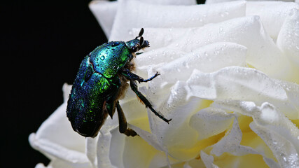 Close-up view of green rose chafer - Cetonia Aurata beetle on white flower of peony. Amazing emerald bug is among petals. Macro shot. Insect, nature concept.