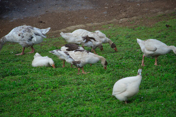 Ducks spreading on the grass