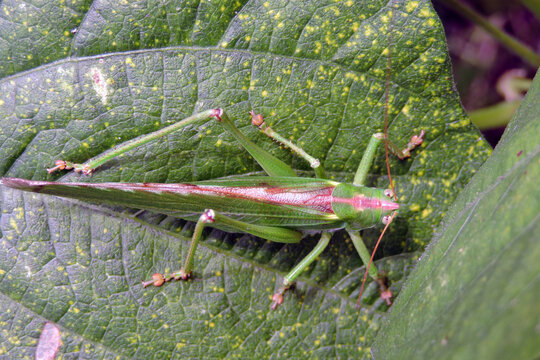 A great green bush-cricket with a rust-colored band on the top of its body sitting on a green leaf in a veggie garden