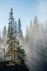 magical light in the swedish woodland 