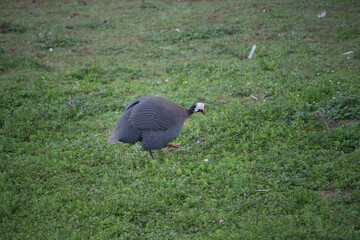 Guineafowl on the grass