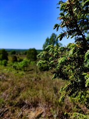 forest and sky