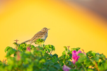 Meadow Pipit (Anthus pratensis) perched on a bush in the late evening in Denmark.