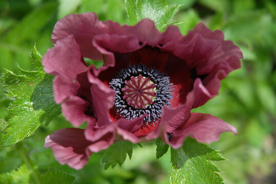 Oriental poppy, or Papaver orientale, Patty's Plum, beautiful purple flower detail. 