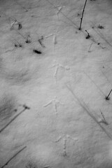animal footprint on frozen lake