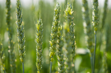 
background with green spikelets closeup