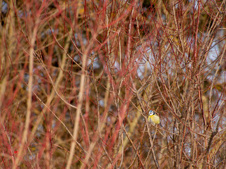 blue tit resting in the branches