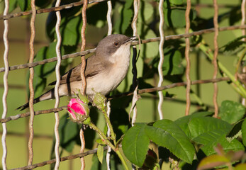 Lesser whitethroat, Sylvia curruca. Bird sings while sitting on the fence in the garden