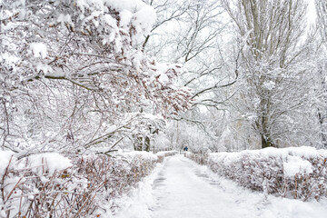 Snowy winter park
