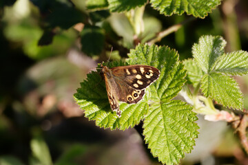 A Speckled Wood butterfly basking on a Bramble leaf.