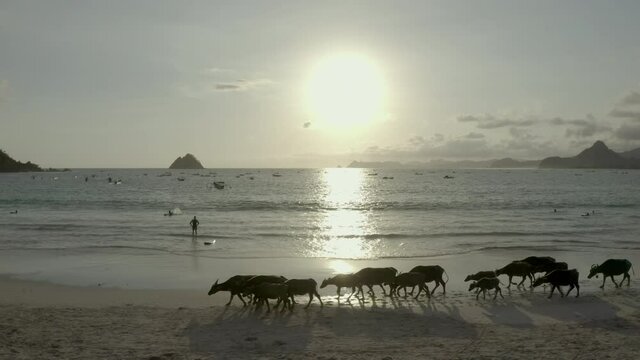Aerial panning shot of buffaloes walking by people on shore against sky, drone flying over beach during sunset - Lombok, Indonesia