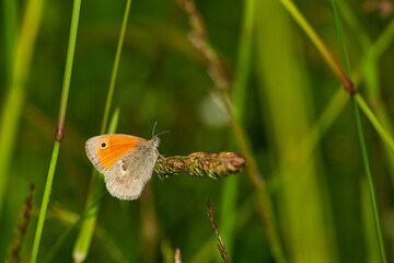 beautiful butterfly in the morning