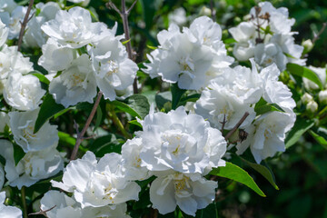 Snow white bush of blossoming jasmine