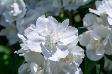 Fototapeta na wymiar Snow white bush of blossoming jasmine