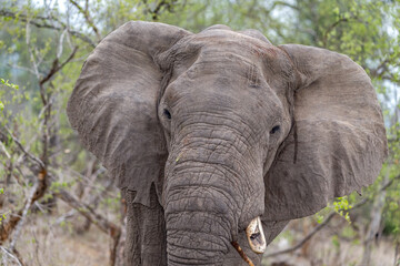 Obraz premium Elephant Portrait