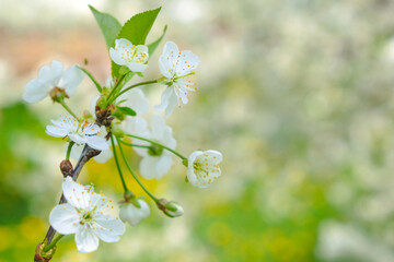 Fototapeta premium beautiful cherry blossom. spring, white cherry flowers on a blue sky background. copy space for text.