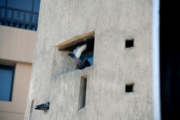 Lovely wild city pigeons bird live in environment
