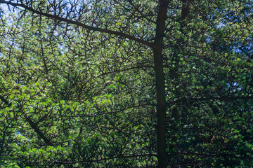 Coniferous trees in the forest on a sunny day green background