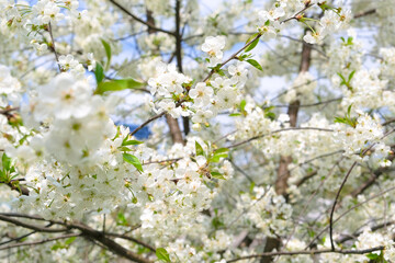 beautiful cherry blossom. spring, white cherry flowers on a blue sky background.