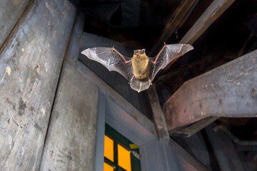 Pipistrelle bat flying inside building