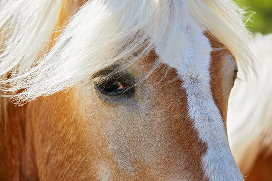 cheval de race Halfinger dans un enclos 