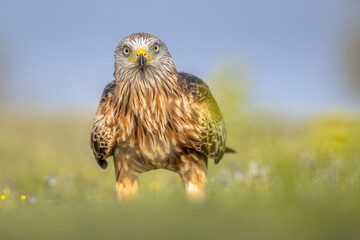 Red kite perched in green grass with flowers